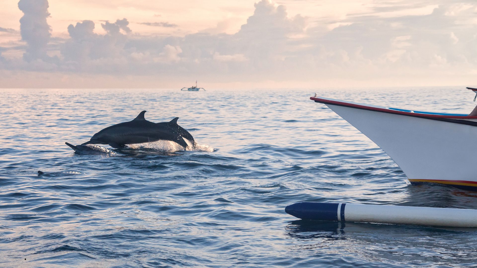 Lumba-lumba di pantai lovina